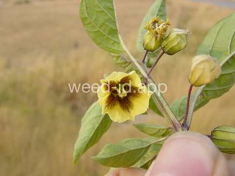 groundcherry, longleaf